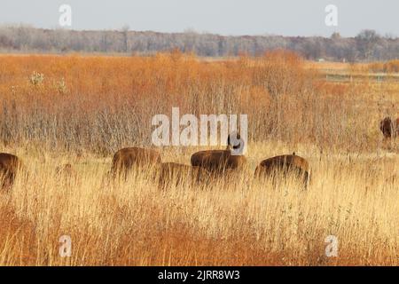 Herde amerikanischer Bisons im Herbst im Kankakee Sandreservat in der Nähe von Marokko im Nordwesten von Indiana Stockfoto