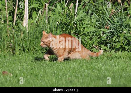 Eine kupferäugige, männliche orange Hauskurzhaarkatze (Felis catus), die draußen auf einem Rasen Beute macht Stockfoto