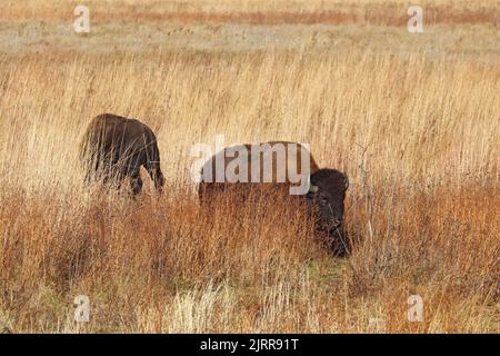 Zwei amerikanische Bisons im Kankakee Sandreservat in der Nähe von Marokko im Nordwesten von Indiana Stockfoto