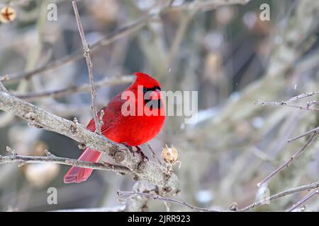 Ein erwachsener männlicher Nordkardinal (Cardinalis cardinalis) steht an einem Zweig in Indiana, USA, mit Schneestreifen im Winter Stockfoto