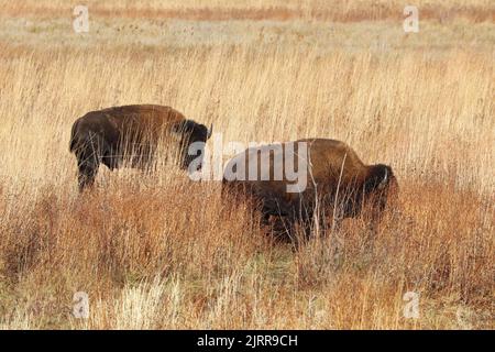 Zwei amerikanische Bisons im Kankakee Sandreservat in der Nähe von Marokko im Nordwesten von Indiana Stockfoto