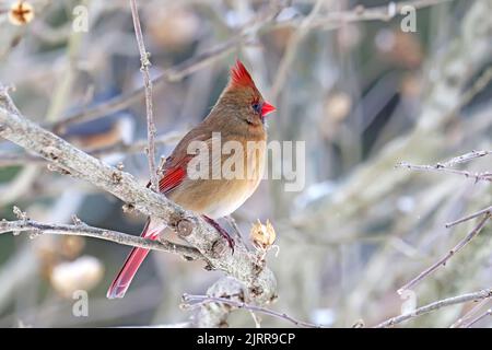 Ein erwachsener weiblicher Nordkardinal (Cardinalis cardinalis) steht im Winter auf einem Zweig in Indiana, USA Stockfoto