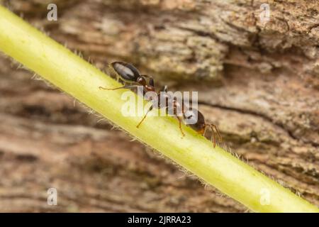 Zweigans (Pseudomyrmex ejectus) Stockfoto