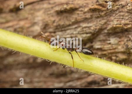 Zweigans (Pseudomyrmex ejectus) Stockfoto