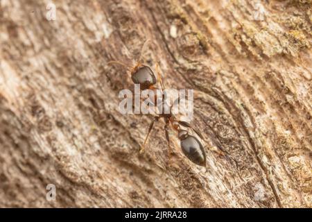 Zweigans (Pseudomyrmex ejectus) Stockfoto