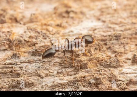 Zweigans (Pseudomyrmex ejectus) Stockfoto