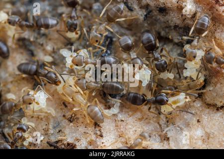 Riechende Hausansen (Tapinoma sessile) verlagern sich, Eier, Larven und Puppen in einem gestörten Nest. Stockfoto