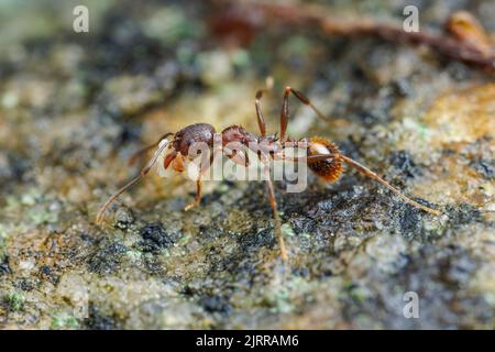 Wirbelsäulenaillierte Ameise (Aphaenogaster fulva) Stockfoto
