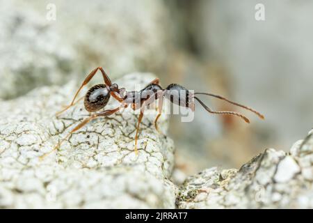 Pechschwarze Kragenanze (Aphaenogaster picea) Stockfoto