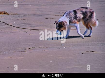 Netter Hund, der am Strand spielt Stockfoto