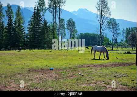 Landschaftlich schöner Blick auf die Ranch in Kanada mit weidenden Pferden Stockfoto