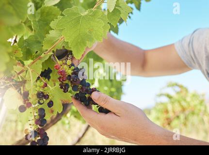 Weinbergbau, Ernährungsberater oder Landwirt, der mit schwarzen Früchten auf einem grünen Bauernhof oder auf dem Land arbeitet. Person Hände mit Pflanzenwachstum Stockfoto