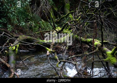 Dies ist Badger Creek, oberhalb von Badger Weir, in der Nähe von Healesville in Victoria, Australien. Es liegt in einem gemäßigten Regenwald - und es war wirklich nass! Stockfoto