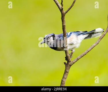 Eine Nahaufnahme eines schönen Blauen Jays, der auf einem winzigen Baumzweig auf einem grünen unscharfen Hintergrund thront Stockfoto