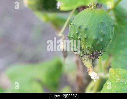 Brauner marmorierter Stinkwanze Halyomorpha halys auf einer Gurke im Garten - überall Schädlinge Konzept Stockfoto