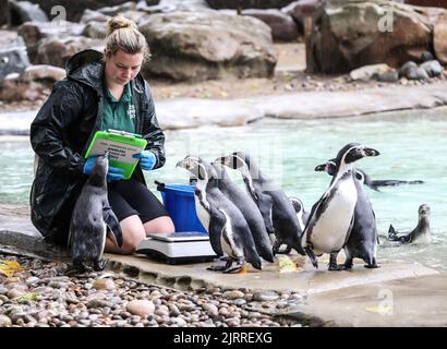 London, Großbritannien. 25. August 2022. Humboldt-Pinguine werden im Rahmen der jährlichen Einwaage im ZSL London Zoo gewogen. Kredit: SOPA Images Limited/Alamy Live Nachrichten Stockfoto