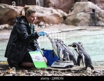 London, Großbritannien. 25. August 2022. Humboldt-Pinguine werden im Rahmen der jährlichen Einwaage im ZSL London Zoo gewogen. Kredit: SOPA Images Limited/Alamy Live Nachrichten Stockfoto