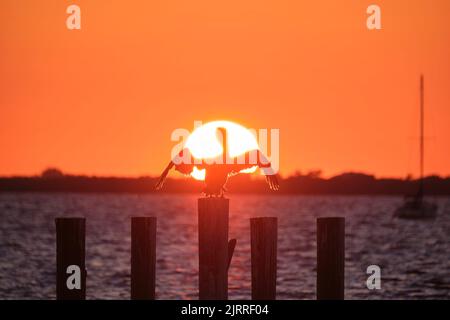 Silhütte eines einsamen Pelikanvogels mit ausgebreiteten Flügeln auf einem hölzernen Zaunpfahl gegen den leuchtend orangefarbenen Sonnenuntergang über dem Seegrund und der großen untergehenden Sonne Stockfoto