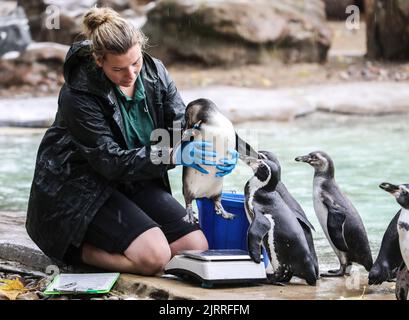 London, Großbritannien. 25. August 2022. Humboldt-Pinguine werden im Rahmen der jährlichen Einwaage im ZSL London Zoo gewogen. (Foto von Brett Cove/SOPA Images/Sipa USA) Quelle: SIPA USA/Alamy Live News Stockfoto