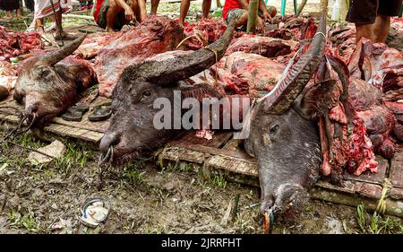Java, Indonesien, 13. Juni 2022 - Wasserbüffel werden bei den Beerdigungen von Toraja sakrafiert. Diese Bullen wurden kürzlich getötet. Stockfoto