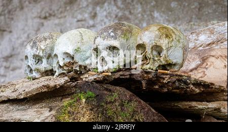 Java, Indonesien, 13. Juni 2022 - in Toraja waren vor einigen hundert Jahren hängende Särge üblich. Schädel wurden übrig gelassen, um die Schatullen der Londa Burial Caves zu bewachen. Stockfoto
