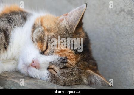 Nahaufnahme einer niedlichen Katze schlafend - entzückende Katze mit braunem und weißem Fell Stockfoto