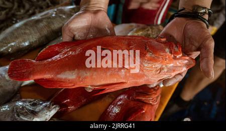 Java, Indonesien, 13. Juni 2022 - große rote Fische werden vom Anbieter auf dem Fischmarkt gehalten. Stockfoto