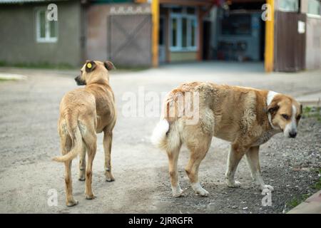 Zwei streunende Hunde auf der Straße. Haustiere ohne Besitzer. Das Tier wird aufgegeben. Stockfoto