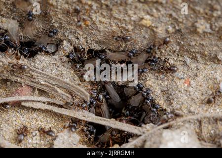Fliegende Ameisen, lasius niger, Nest - Makroaufnahme Stockfoto