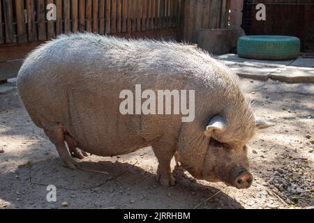 Ein großes graues Schwein steht in einer Feder Stockfoto