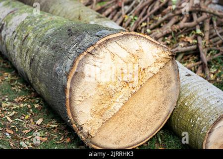 Holzhaufen am Waldrand Stockfoto