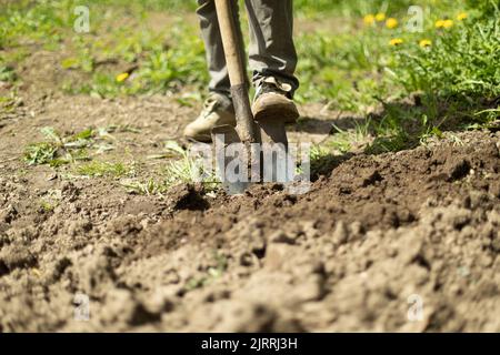 Guy gräbt Boden im Garten. Pflanzung von Kartoffeln in Russland. Gärtner arbeitet. Boden aufgraben. Gartengeräte. Stockfoto