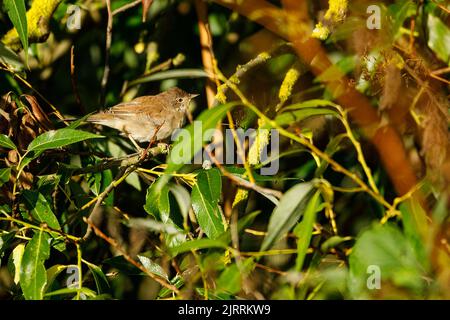 Ein gewöhnlicher Weißkehlchen in freier Wildbahn Stockfoto