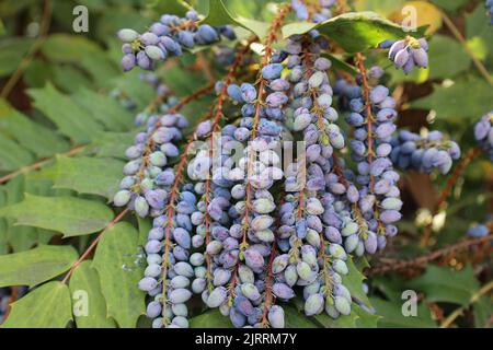 Impressionen aus Riva del Garda am Ufer des Gardasees in Italien Stockfoto