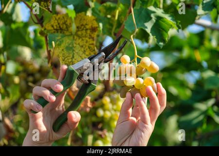 Nahaufnahme der Hände von Worker beim Schneiden von weißen Trauben von Reben während der Weinlese im italienischen Weingut. Stockfoto