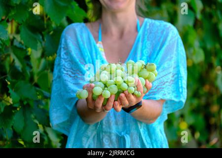 Trauben der Ernte. Bauern Hände mit frisch geernteten weißen Trauben. Stockfoto