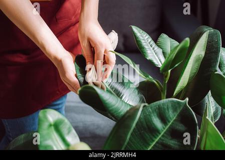 Unkenntlich fürsorgliches junges Mädchen reinigt Zimmerpflanzen, kümmert sich um Blatt. Konzept für Gartenarbeit, Hausfrau und Hausarbeit. Nahaufnahme der weiblichen Hände wi Stockfoto