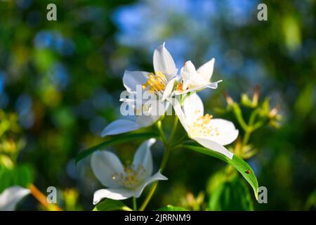 Eine Nahaufnahme von weißen Jasminblüten auf einem Ast vor einem verschwommenen Hintergrund Stockfoto