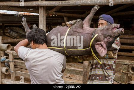 Indonesien, 13 2022. Juni - das Schwein wird gefesselt und für den Transport vorbereitet. Stockfoto