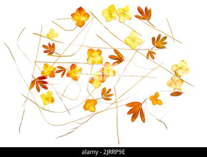Zeichnung von getrockneten Herbstblättern von Pflanzen und Ästen isolierte Elemente auf weißem Aquarell-Papier Hintergrund für Sammelalbum, bemalte Holzbretter, obje Stockfoto