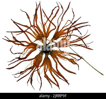 Bizarre gebogene, extrudierte getrocknete Lilienblätter und Sonnenblumen in der Mitte Stockfoto