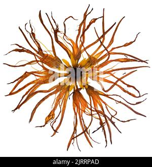 Bizarre gebogene, extrudierte getrocknete Lilienblätter „Sun“ Stockfoto