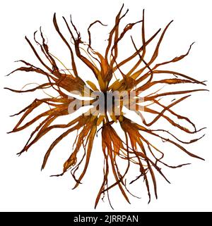 Bizarre gebogene, extrudierte getrocknete Lilienblätter und Sonnenblumen in der Mitte Stockfoto