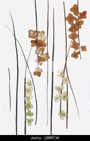 Zeichnung von getrockneten Herbstblättern von Pflanzen und Ästen isolierte Elemente auf weißem Aquarell-Papier Hintergrund für Sammelalbum, bemalte Holzbretter, obje Stockfoto