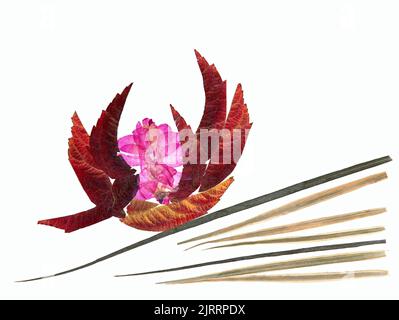 Bouquet von getrockneten, gepressten Blättern von Pflanzen gesammelt und geklebt auf Raufutter Herbst Herbst Blatt, Holzbretter, isolierte Objekt weiß schwarz Hintergrund, s Stockfoto