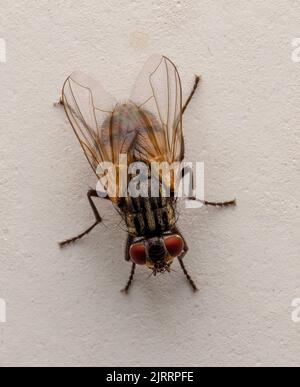 Nahaufnahme einer gewöhnlichen Hausfliege, (Musca domestica), in Ruhe auf der inneren Wand des Hauses Stockfoto