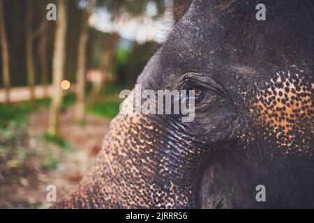 Kluge Augen. Nahaufnahme eines Elefanten, der im Dschungel steht. Stockfoto