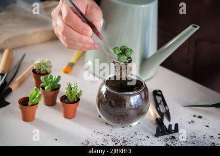 Hände des Mannes mit einer Pinzette, um einen kleinen Lophophora-Kaktus umzutopfen. Stockfoto