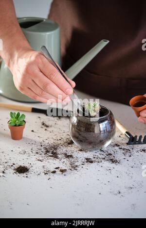 Hände des Mannes mit einer Pinzette zum Umtopfen einer Mini-Sukulente. Stockfoto