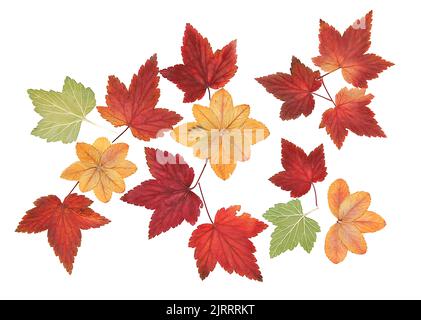 Öl-Zeichnung Bouquet von getrockneten, gepressten Ahornblättern von Pflanzen gesammelt und geklebt auf weißem Papier, Raufutter Herbst Blatt, bemalten Holzplanken Stockfoto